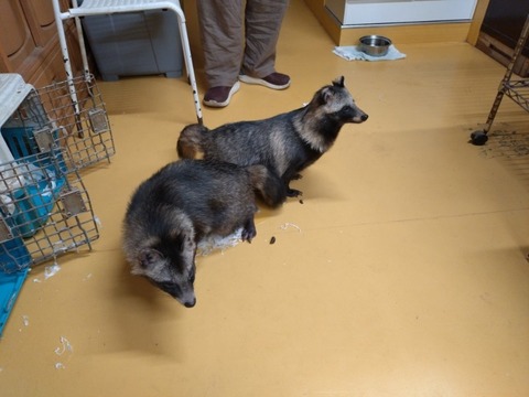 20251103_070252_copy_800x600