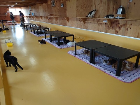 DSC_1275_copy_800x600