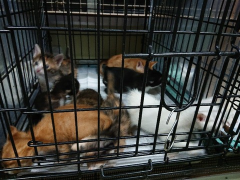 DSC_6758_copy_800x600