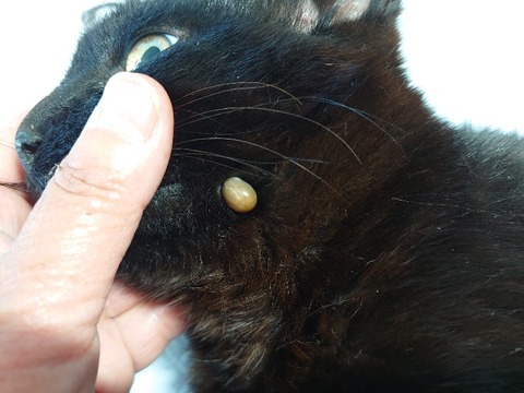 DSC_5666_copy_800x600