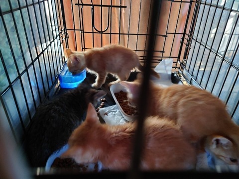 20230716_070625_copy_800x600