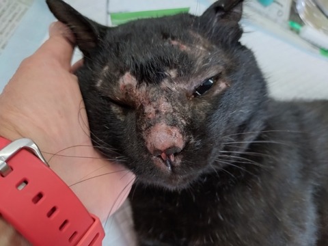 20250625_084244_copy_800x600