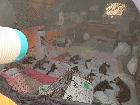 DSC_1294_copy_800x600