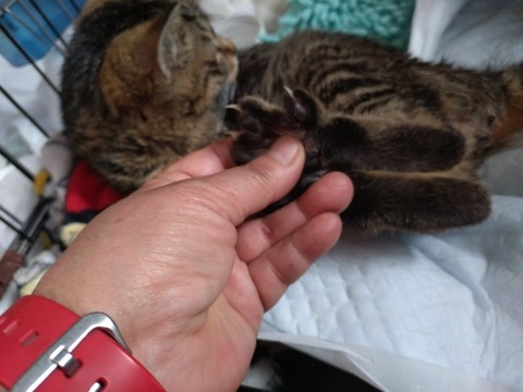 20260212_085358_copy_800x600