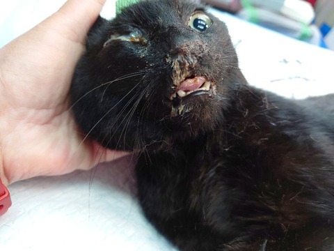 20230405_061837_copy_800x600