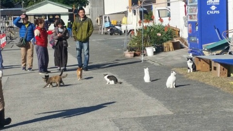 1544932305913-800x450