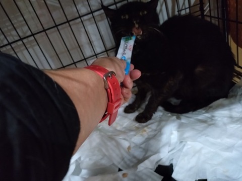 20251208_193136_copy_800x600