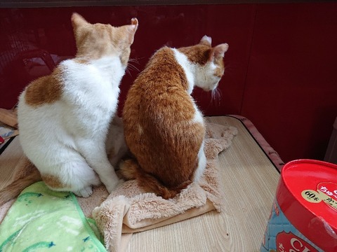 DSC_5400_copy_800x600