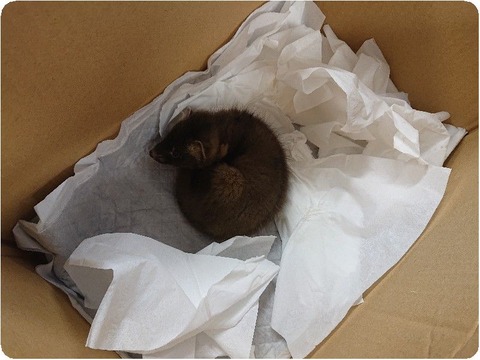 DSC_7023_copy_800x600