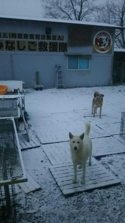 1516664333952-480x853