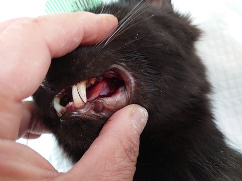 DSC_0845_copy_800x600