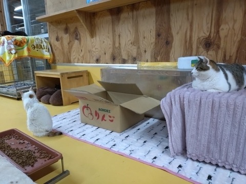 20251102_191333_copy_800x600