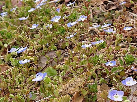 DSC_5887_copy_800x600