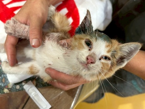 1761562344533_copy_738x554