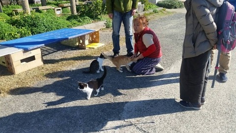 1544932273455-800x450