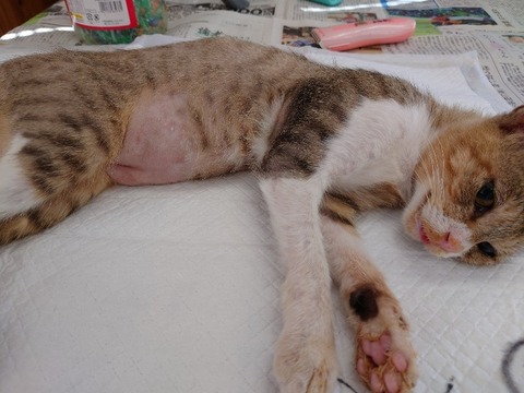 20220728_085120_copy_800x600