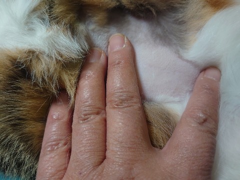 DSC_1858_copy_800x600