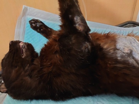 DSC_0224_copy_800x600