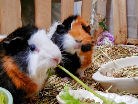 20230301_082551~2_copy_800x600