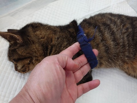 DSC_1708_copy_800x600