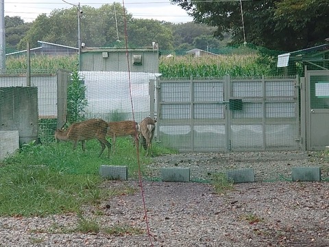 DSC_0561_copy_800x600