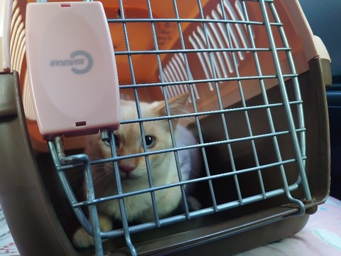 DSC_0292_copy_800x600