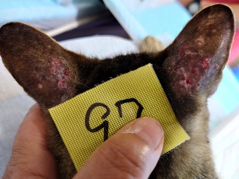 20220723_104008_copy_800x600