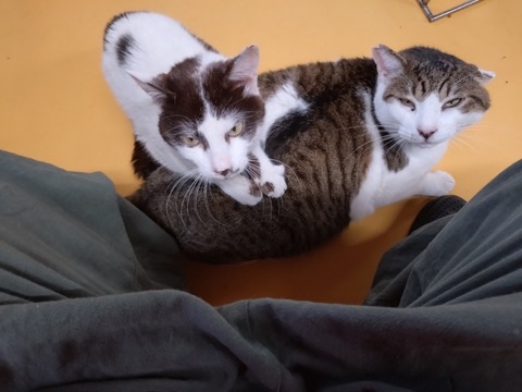 20260115_153537_copy_800x600