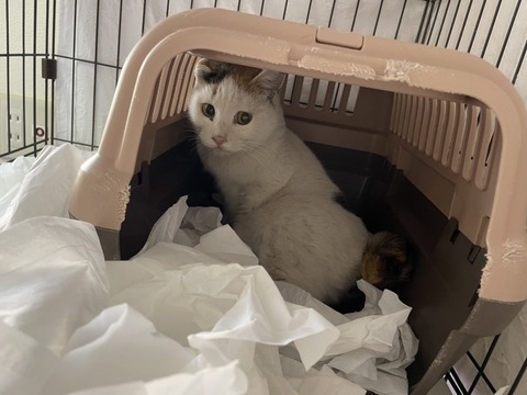 1770880892897_copy_800x600