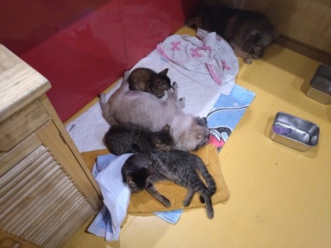 20241130_185820_copy_800x600