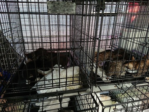 DSC_7081_copy_800x600