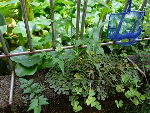 20240725_102537_copy_800x600