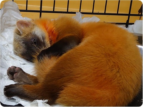 DSC_1250_copy_2594x1882