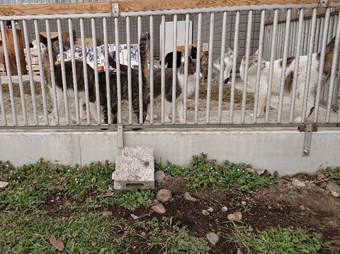 DSC_5884_copy_3215x2400_copy_800x597