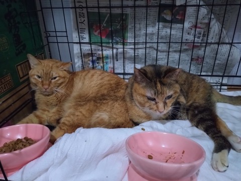 20260225_183146_copy_800x600