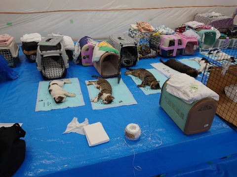 DSC_0638_copy_800x600