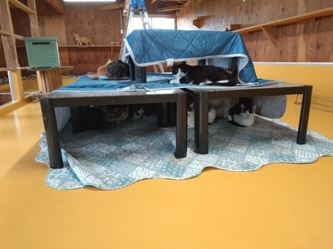 20251011_121739_copy_800x600