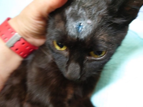 20220725_170812_copy_800x600_1