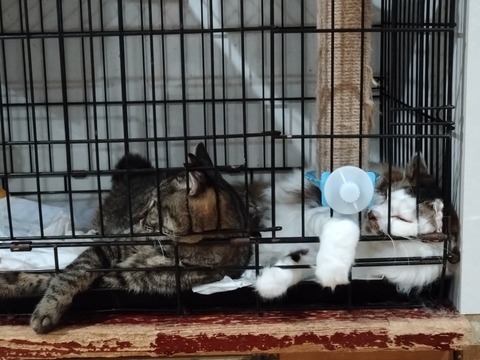 20250731_214813_copy_816x612