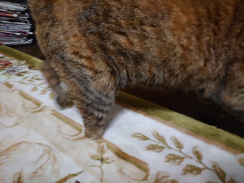 DSC_5650_copy_800x600