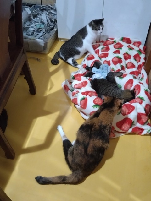 20260127_082450_copy_600x800