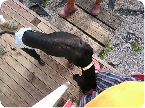 犬 里親詐欺男 Npo犬猫みなしご救援隊 代表ブログ みなしご庵へようこそ