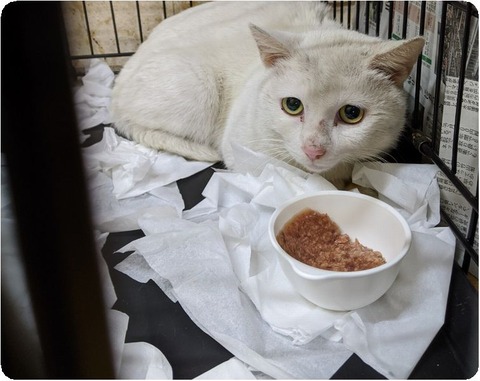 line_139702437134778