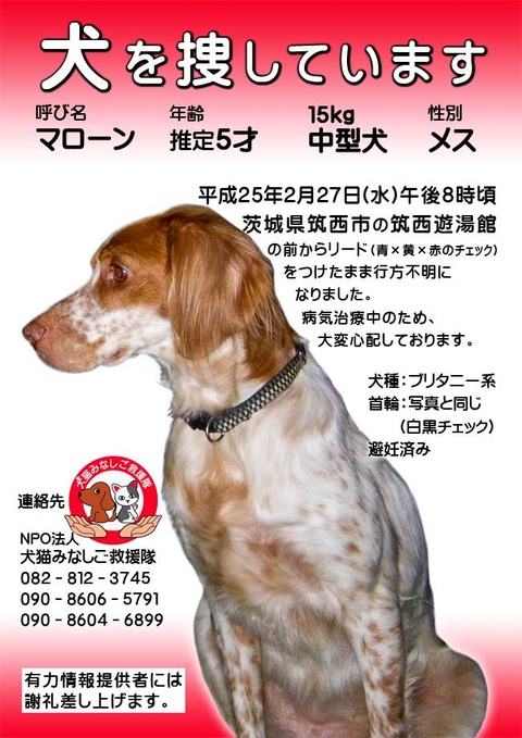 マローン折込チラシメール用