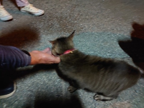 DSC_0644_copy_800x600