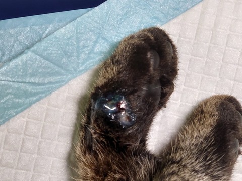 DSC_1626_copy_800x600