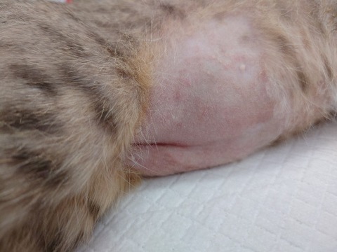 20220728_085126_copy_800x600