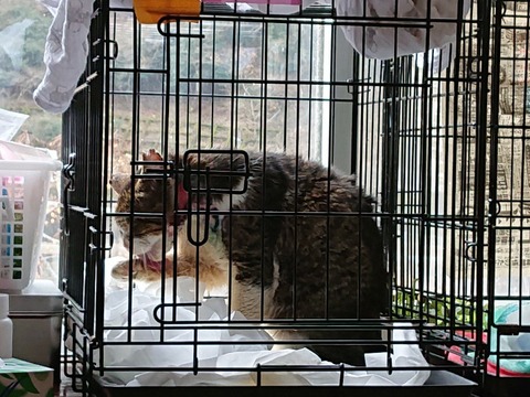 DSC_5596_copy_800x600
