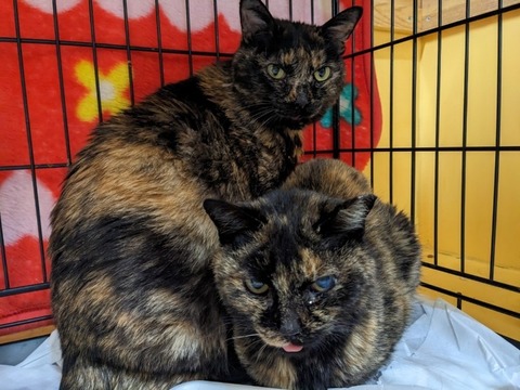 1680597642690_copy_800x600