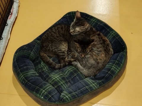 20241130_185741_copy_800x600